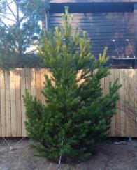 Сосна обыкновенная
Высота 3 – 4 метра