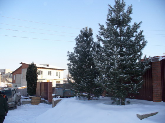 Кедр (сосна кедровая) от 8 до 10 м